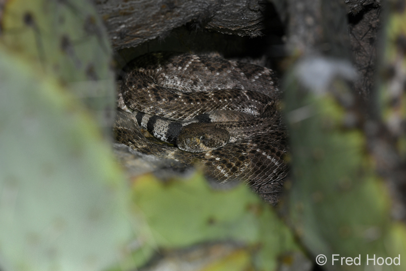 western diamondback