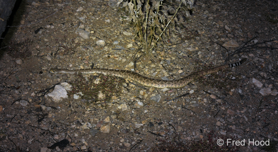 western diamondback