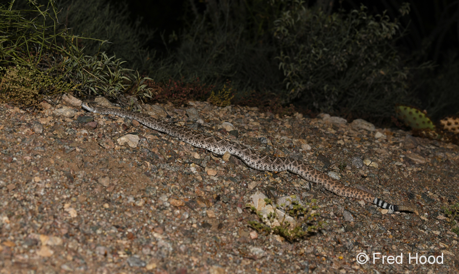 western diamondback