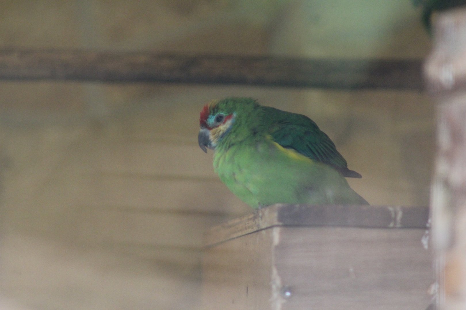 Western Double-Eyed Fig-Parrot