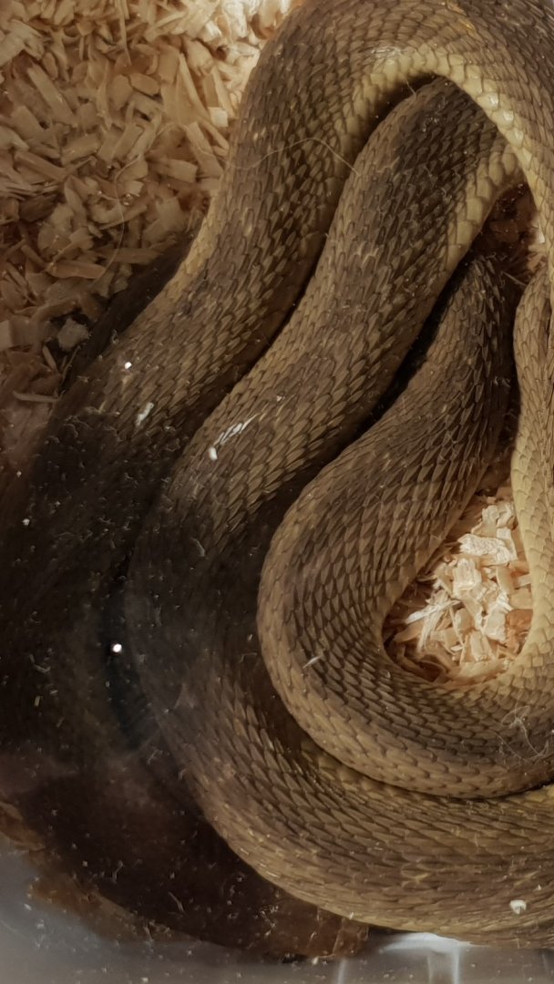 Western egg-eating snake - Dasypeltis fasciatus
