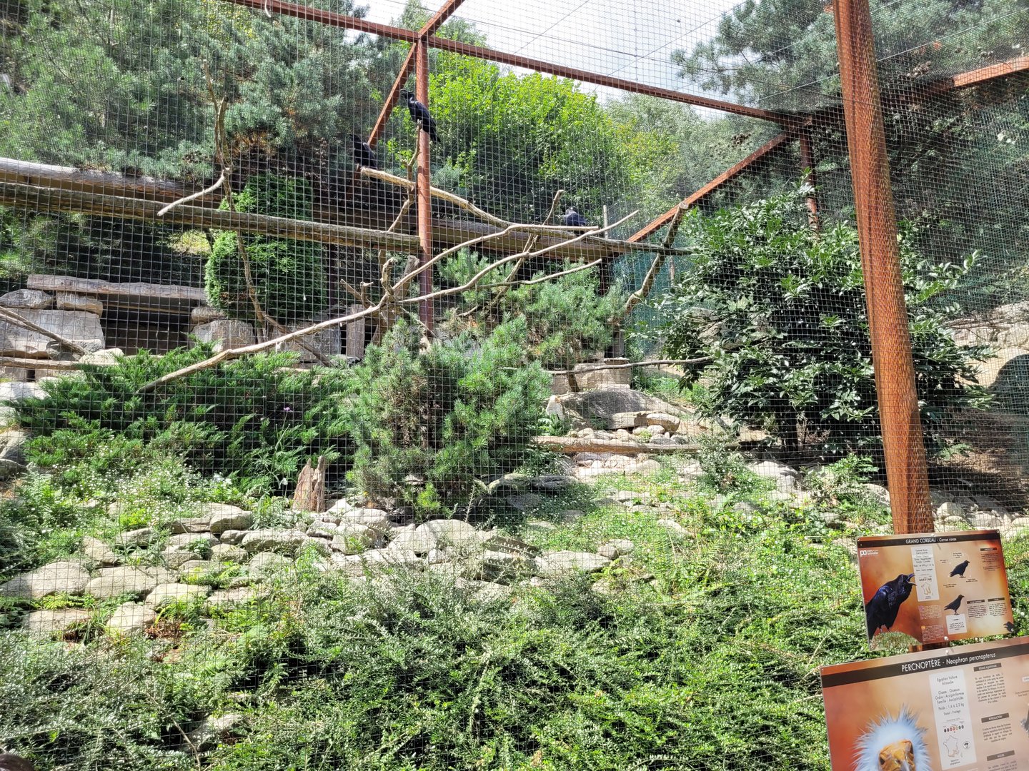 Western Egyptian vulture and Common raven exhibit -Parc Animalier des Pyrénées (2023)