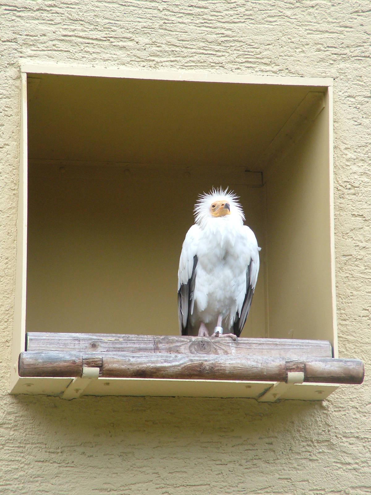 Western Egyptian Vulture at Frankfurt 31/08/10