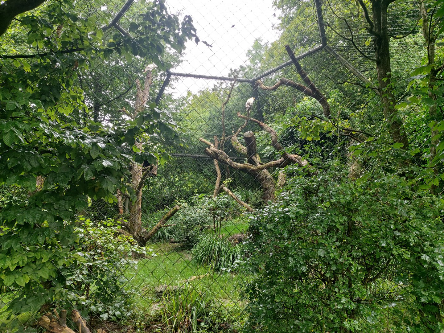 Western Egyptian vulture aviary