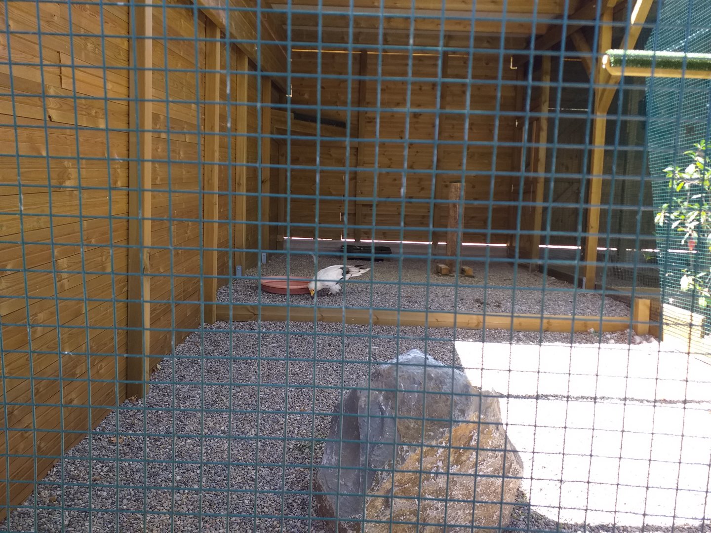 Western Egyptian vulture exhibit -Sendaviva (2020)