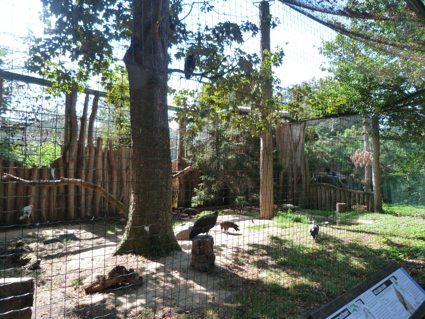 Western Egyptian vulture, Hooded vulture and Western honey buzzard exhibit -Zoo Praha (2025)