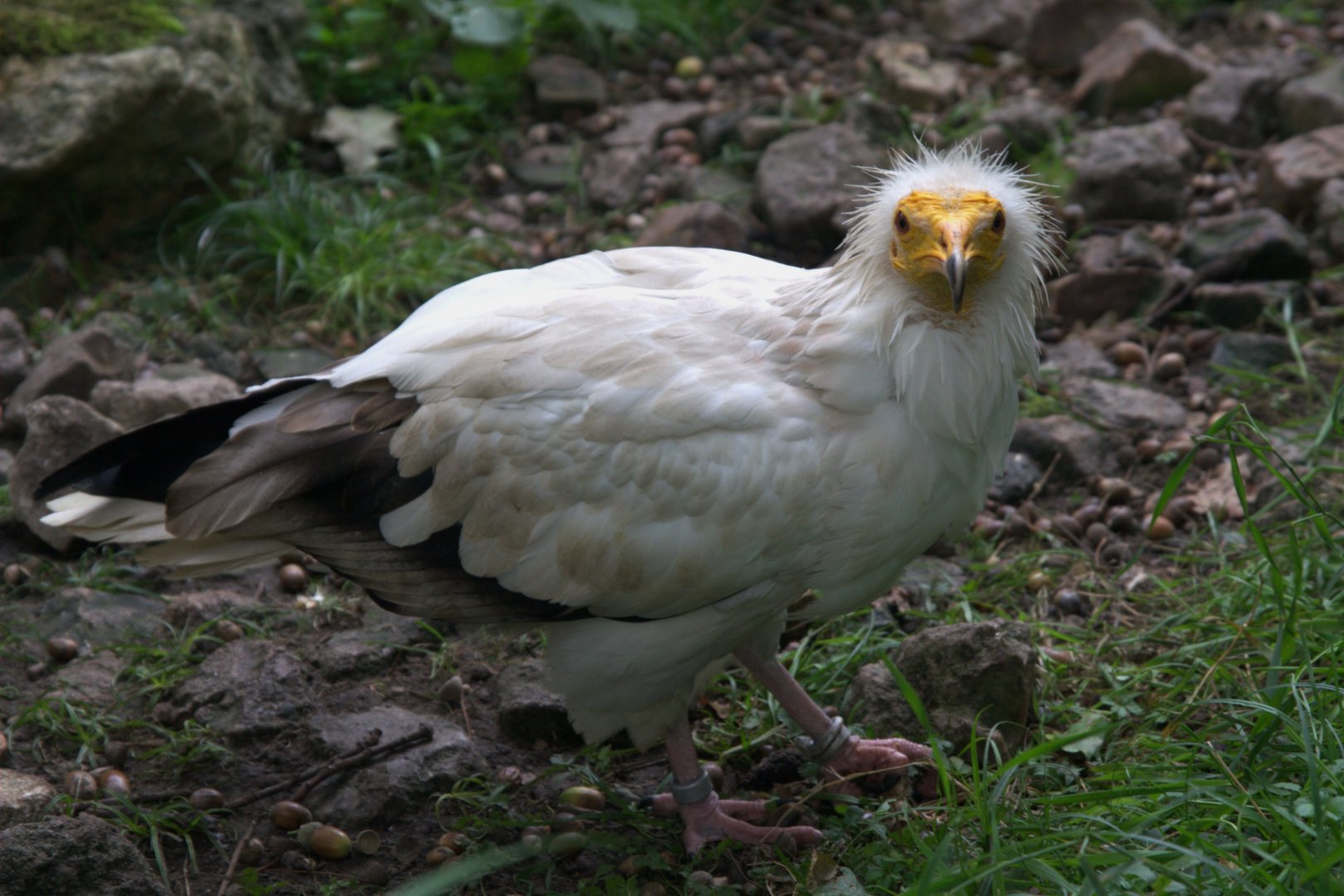 Western Egyptian Vulture (Neophron percnopterus percnopterus), 16-09-25