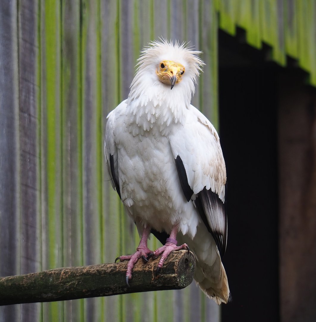 Western Egyptian vulture (Neophron percnopterus percnopterus), 2023-04-08