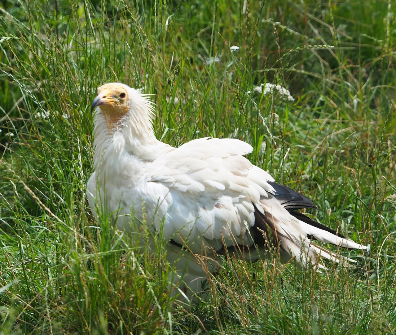 Western Egyptian vulture (Neophron percnopterus percnopterus), 2023-07-18