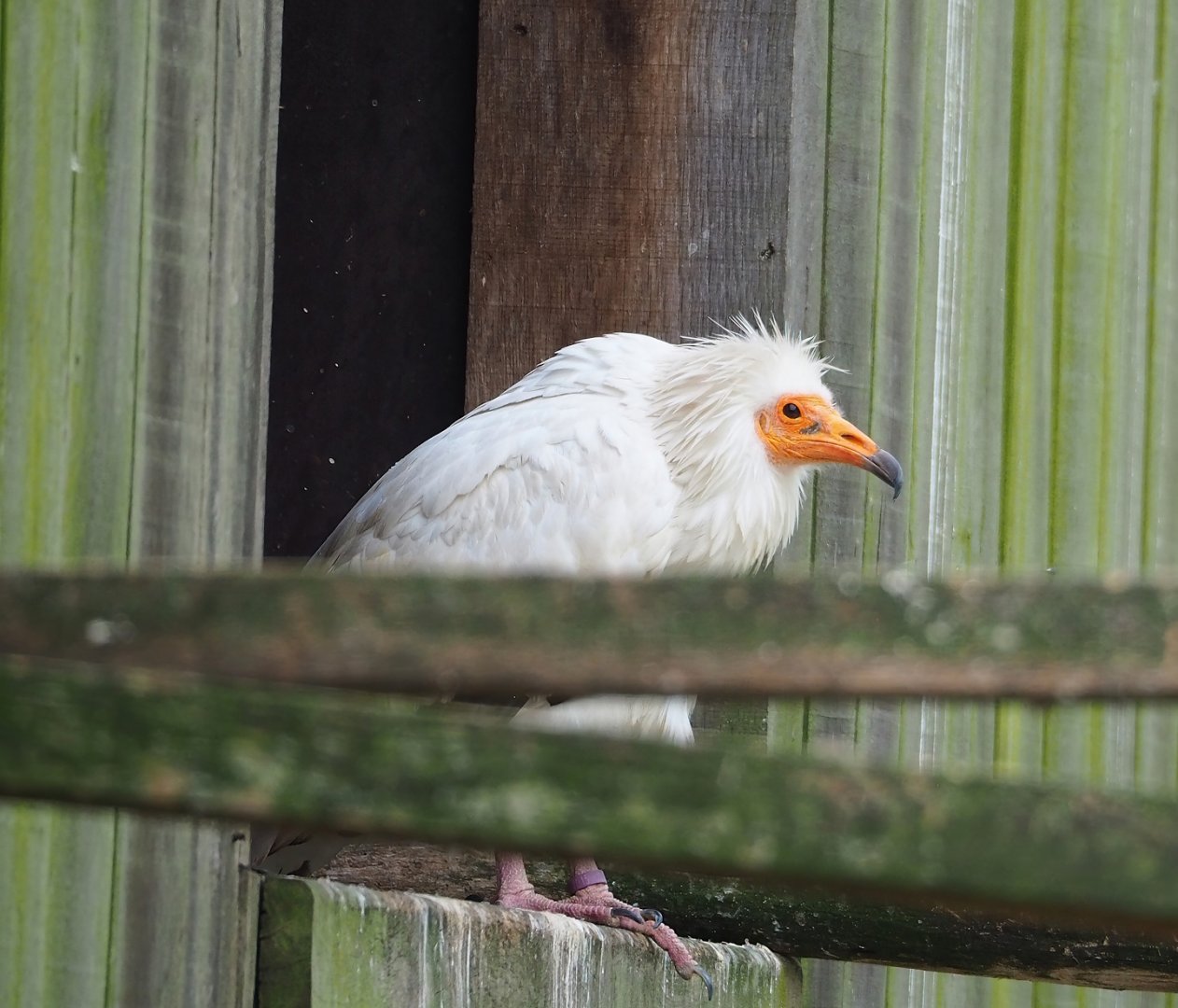 Western Egyptian vulture (Neophron percnopterus percnopterus), 2023-07-22