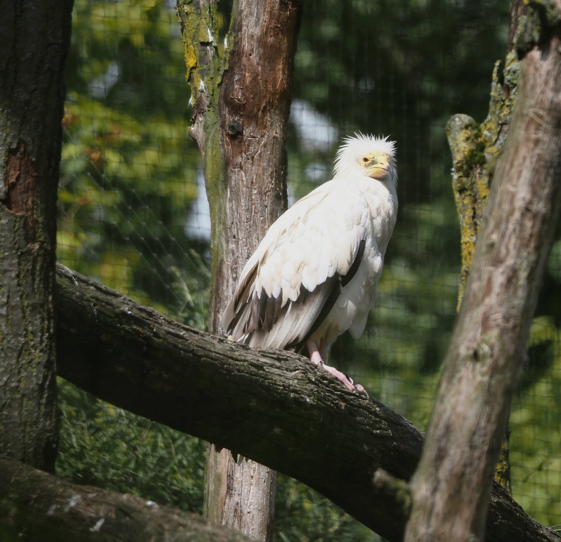Western Egyptian vulture (Neophron percnopterus percnopterus), 2024-08-21