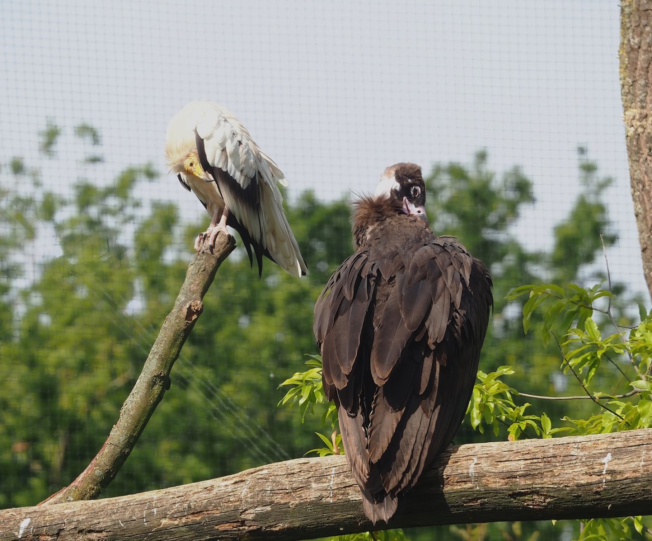 Western Egyptian vulture (Neophron percnopterus percnopterus) and Cinereous vulture (Aegypius monachus), 2023-07-18