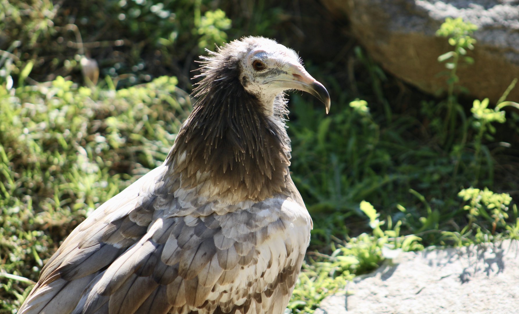 Western Egyptian Vulture (Neophron percnopterus percnopterus) juvenile