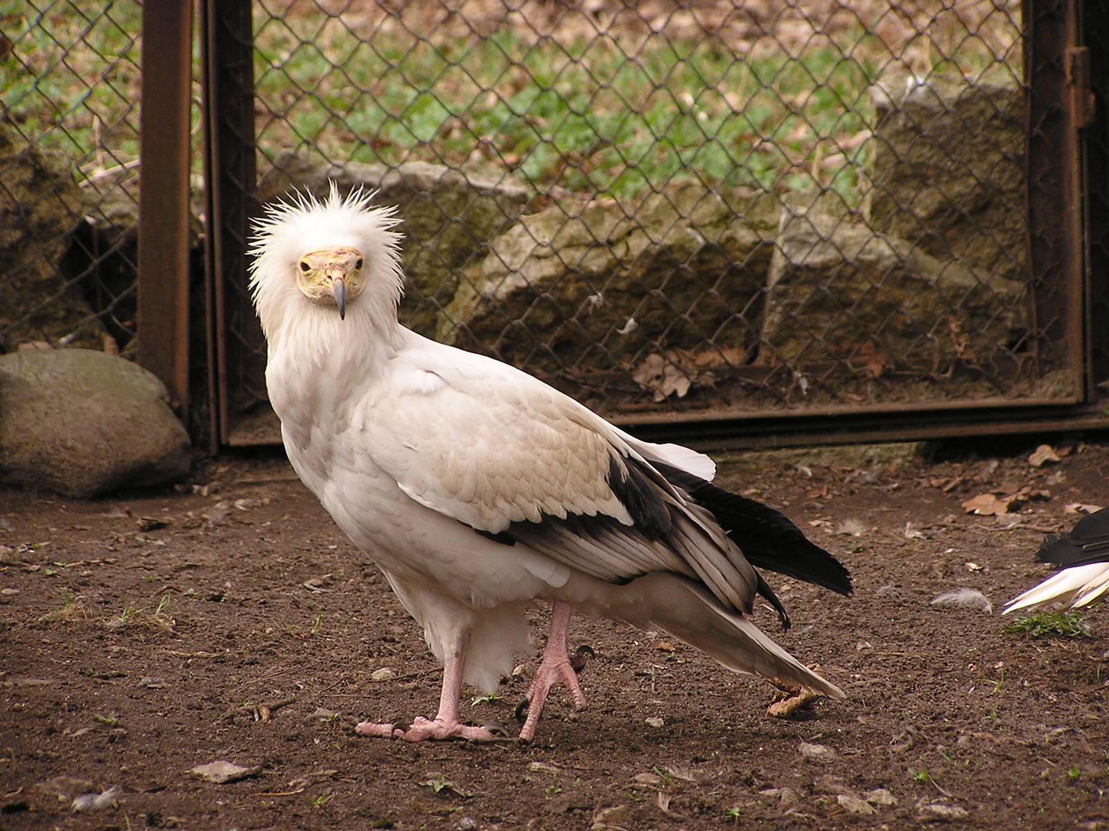 Western Egyptian vulture/ Neophron percnopterus percnopterus