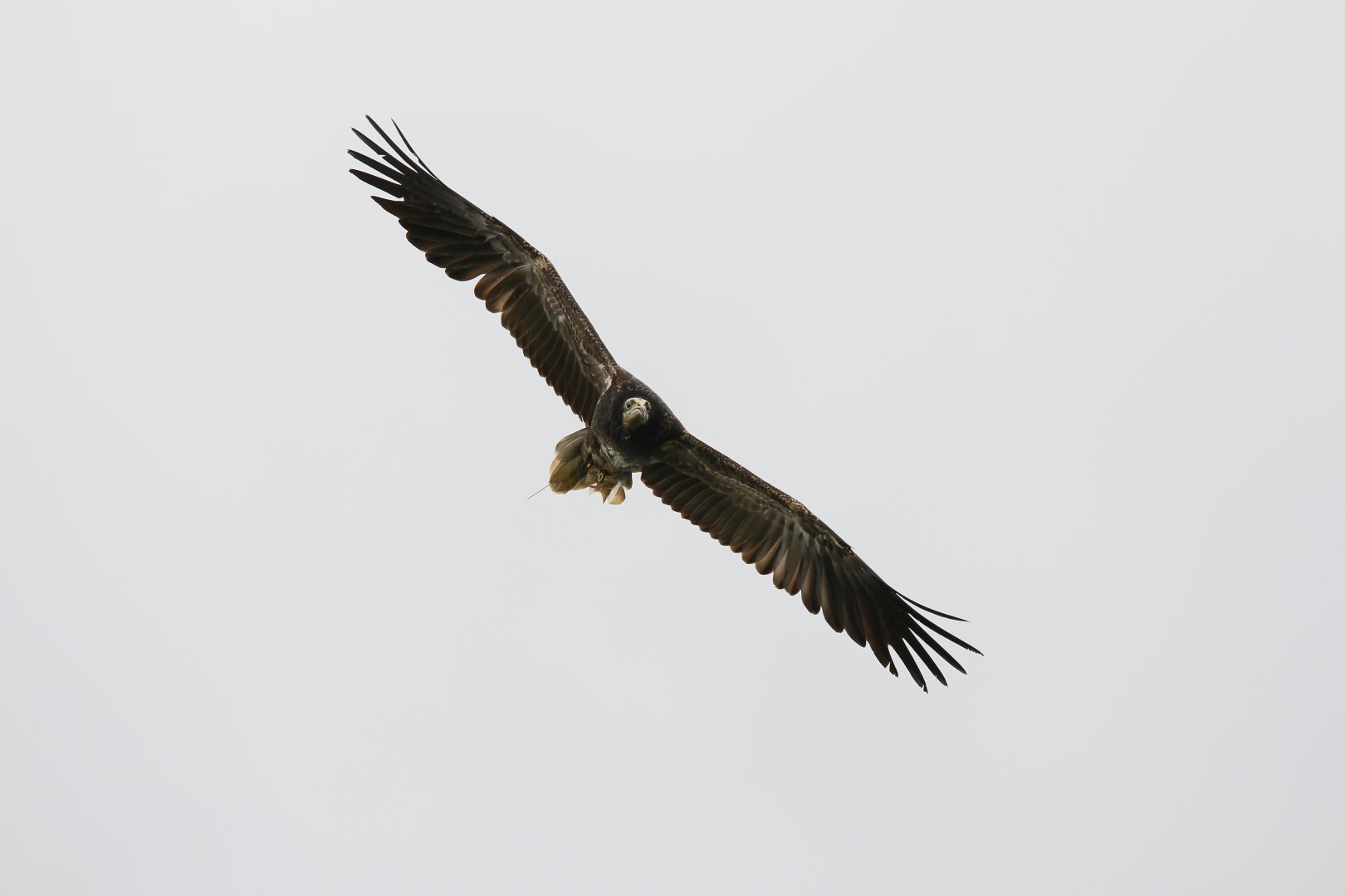 Western Egyptian vulture (Neophron percnopterus percnopterus)
