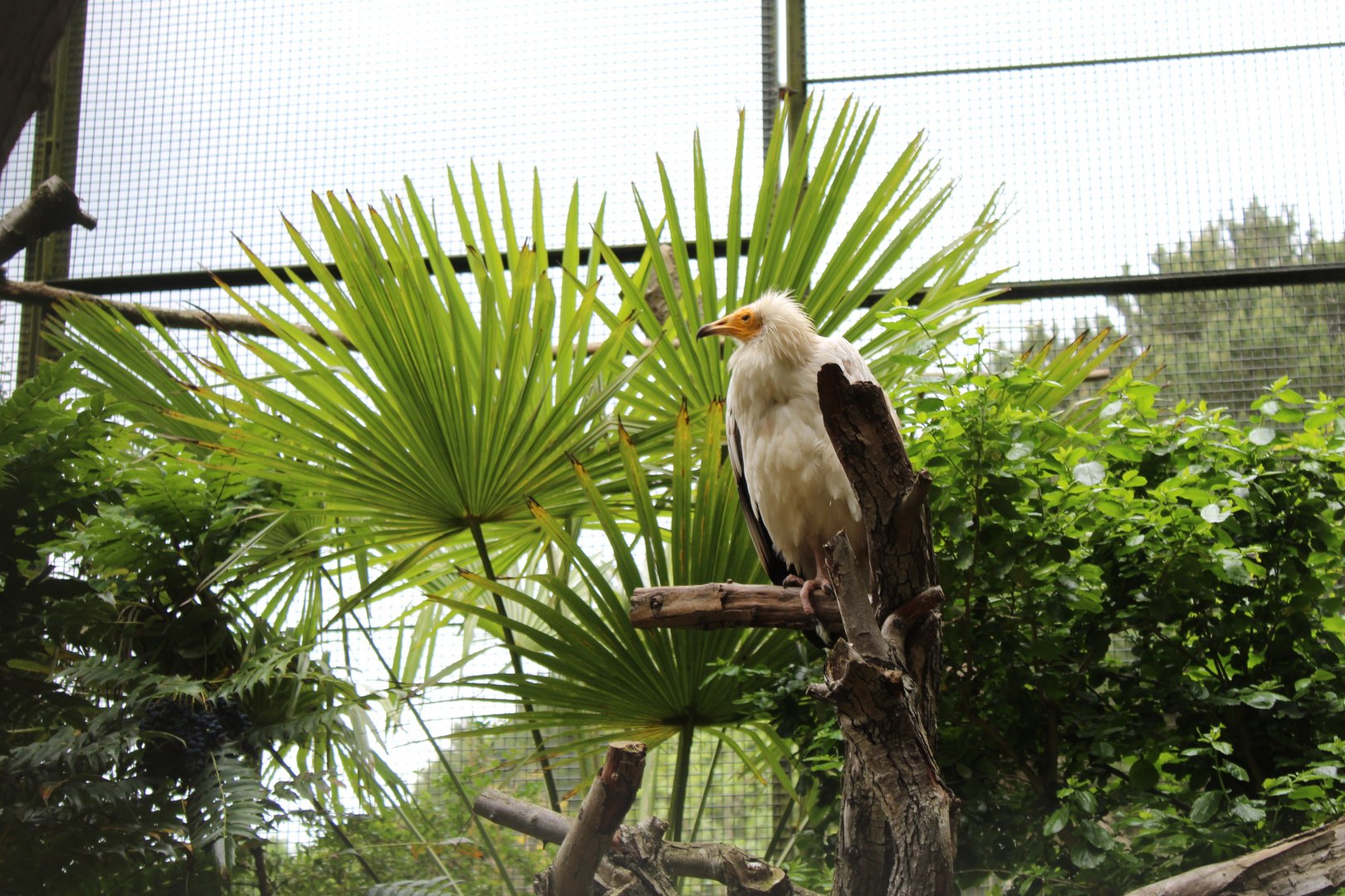 Western Egyptian vulture (Neophron percnopterus percnopterus)