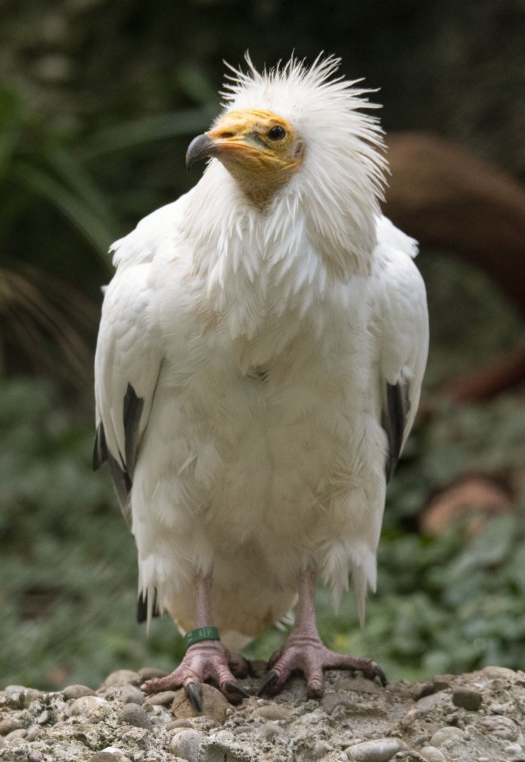 Western Egyptian vulture (Neophron percnopterus percnopterus)