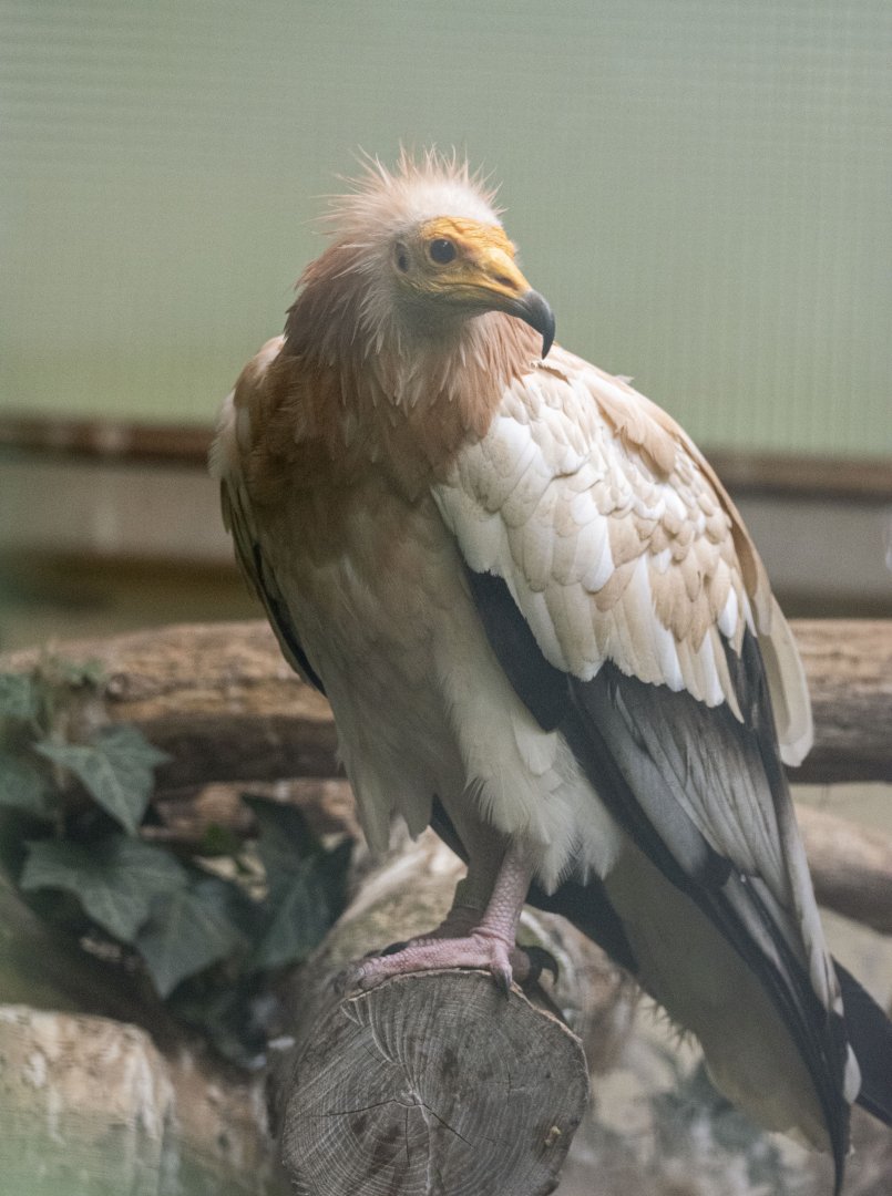 Western Egyptian vulture (Neophron percnopterus percnopterus)