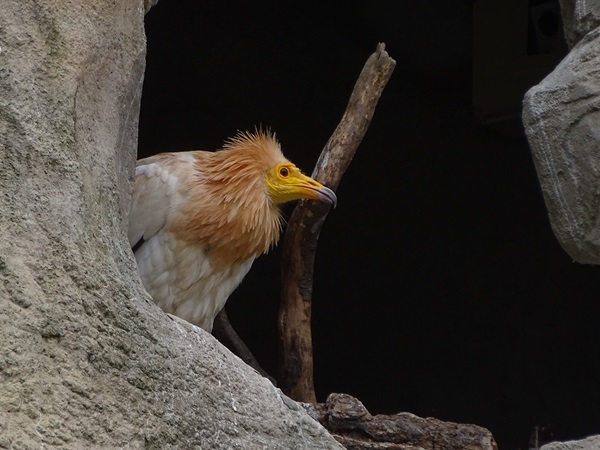 Western Egyptian vulture (Neophron percnopterus percnopterus)