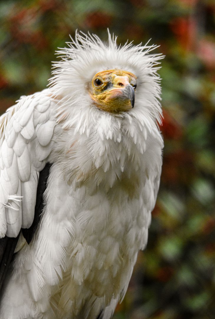 Western Egyptian vulture (October 2020)