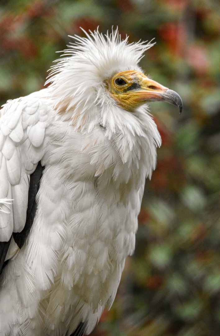Western Egyptian vulture (October 2020)