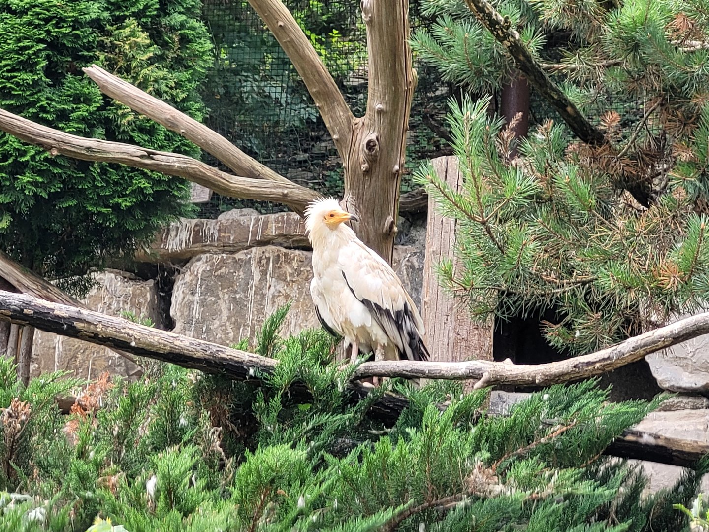 Western Egyptian vulture -Parc Animalier des Pyrénées (2023)
