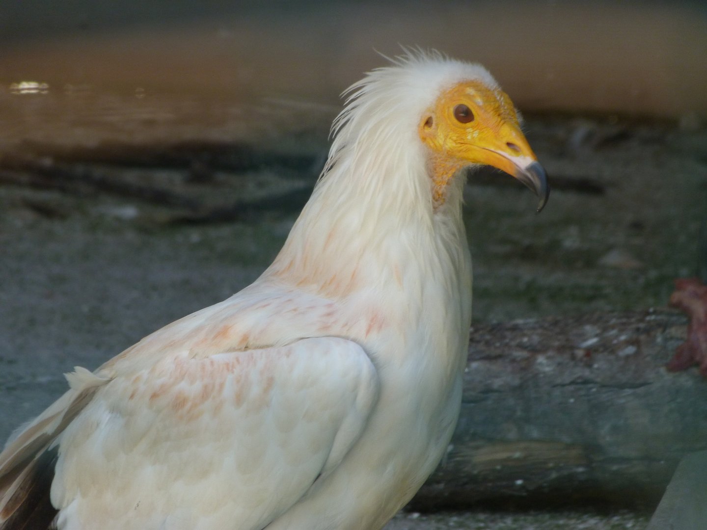 Western Egyptian vulture -Parque de la Naturaleza de Cabárceno (2025)