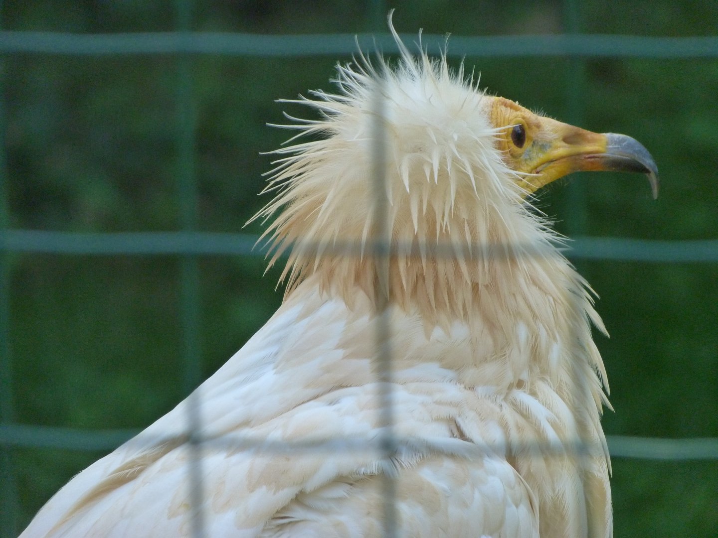 Western Egyptian vulture -Zoo Praha (2025)