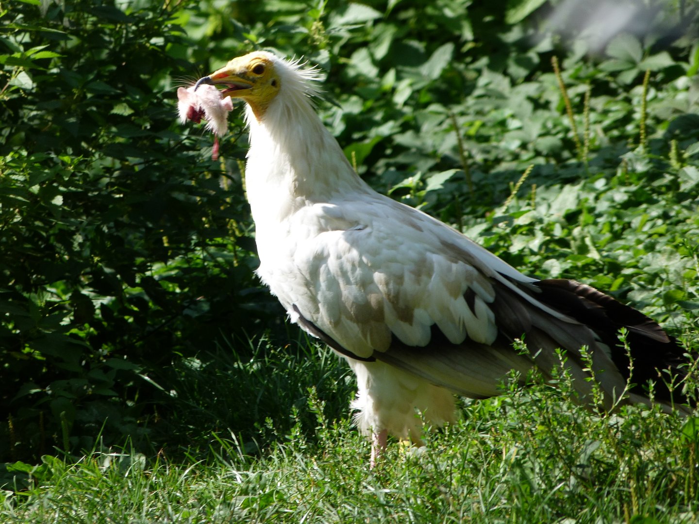 Western Egyptian vulture -Zoo Praha (2025)