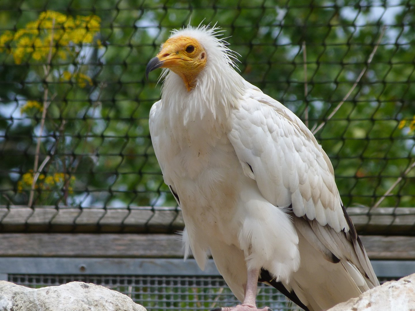 Western Egyptian vulture -Zoodyssée (2025)