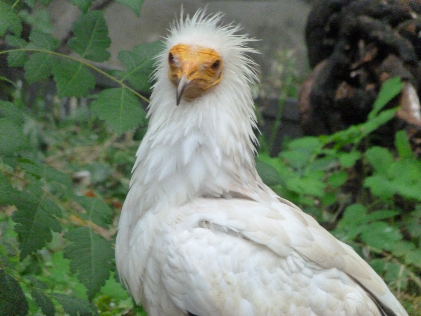 Western Egyptian vulture -Zoologischer Garten Berlin (2024)