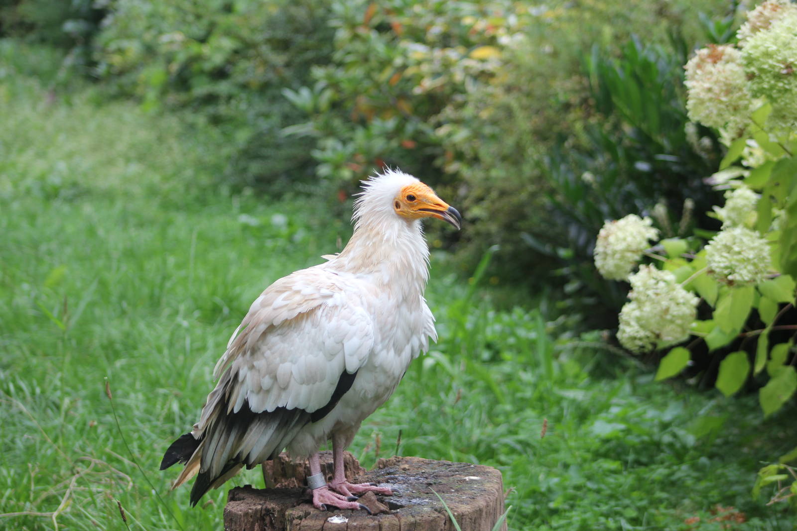Western Egyptian vulture