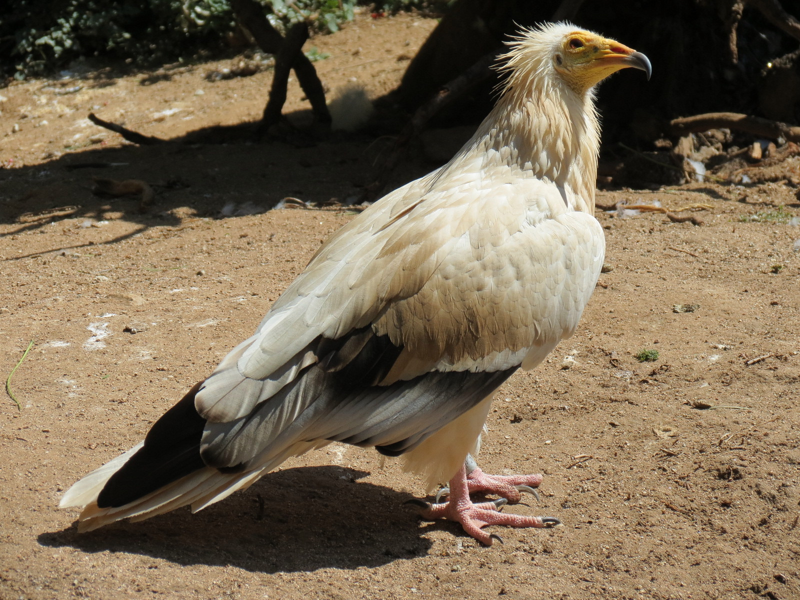 Western Egyptian Vulture
