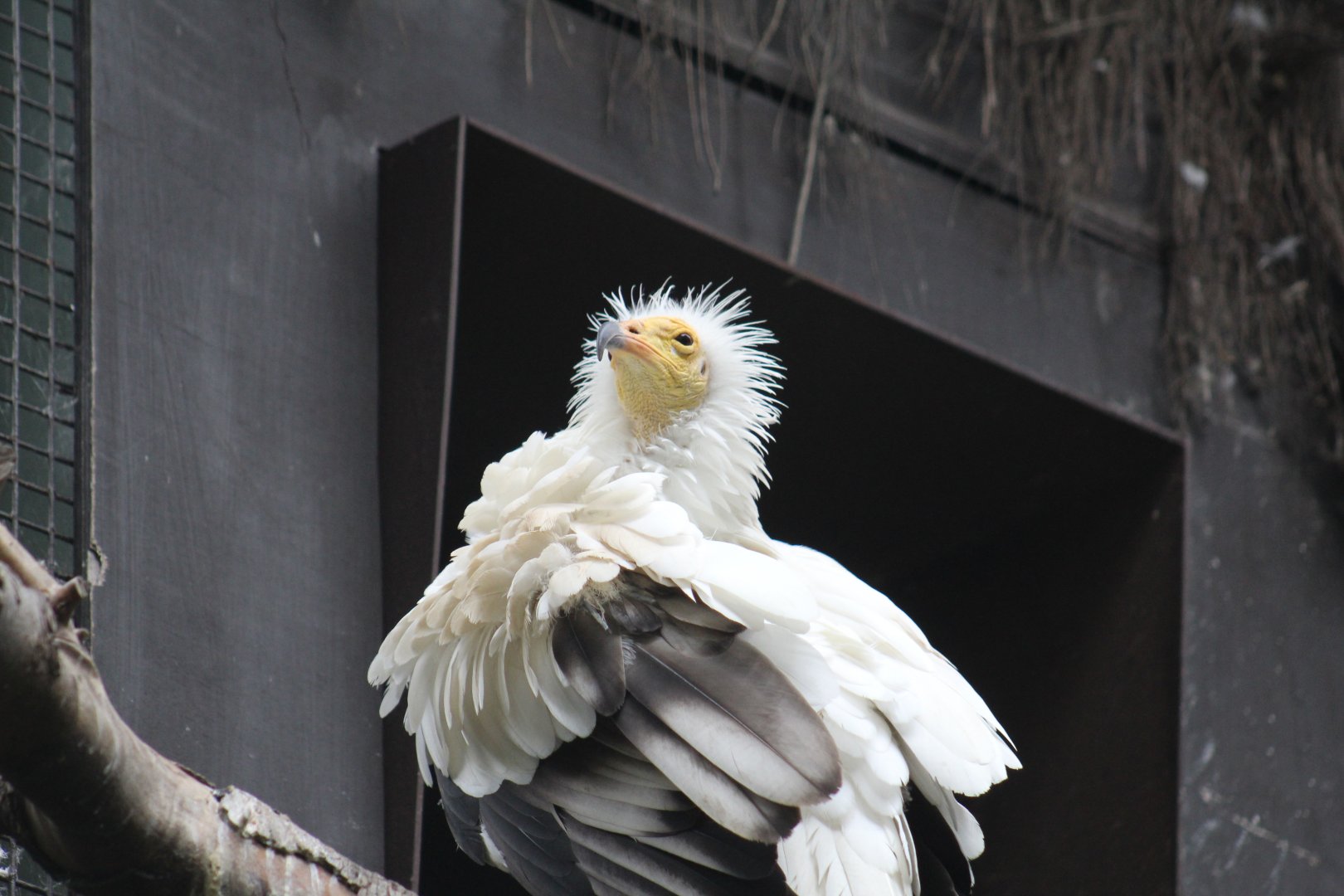 Western Egyptian Vulture