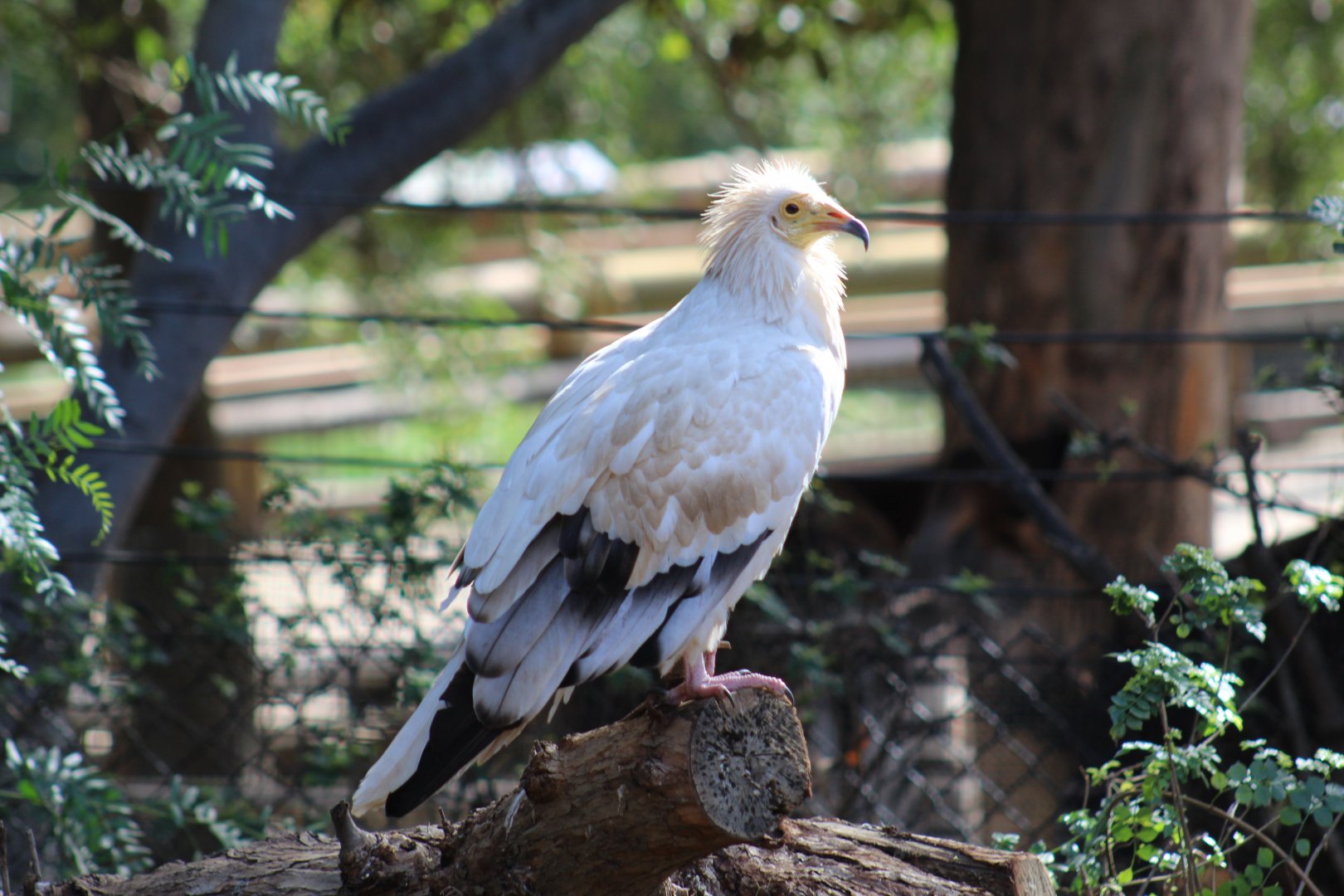 Western Egyptian Vulture