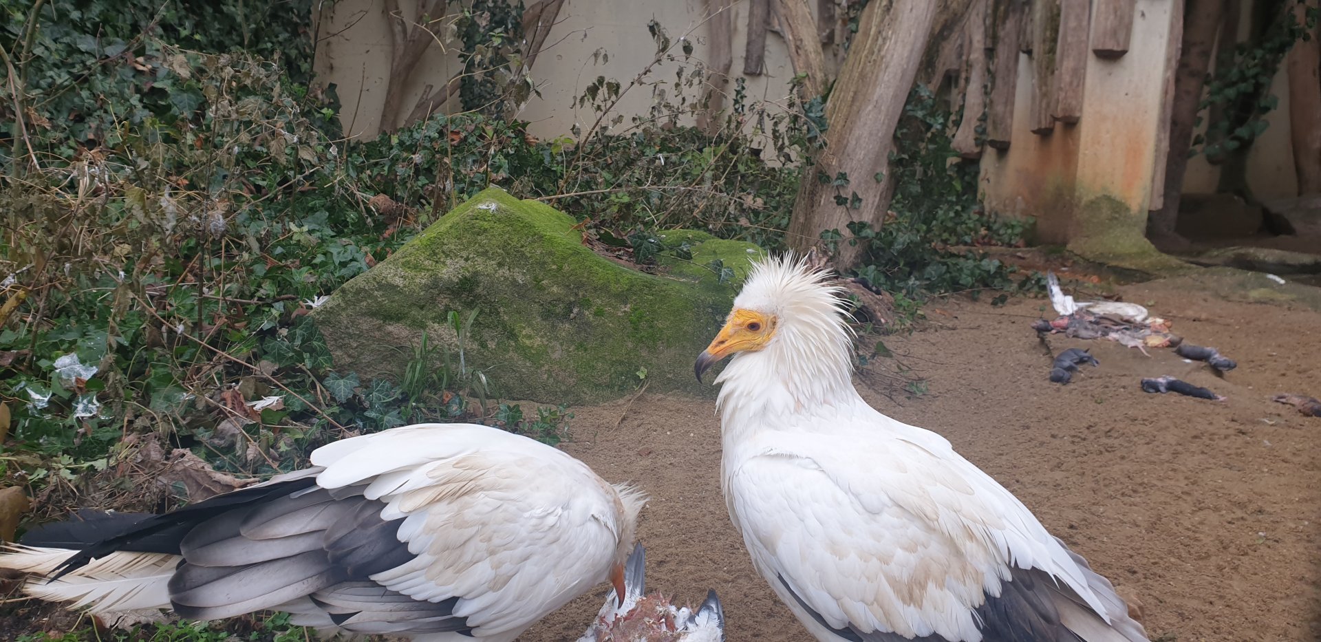 Western Egyptian vulture