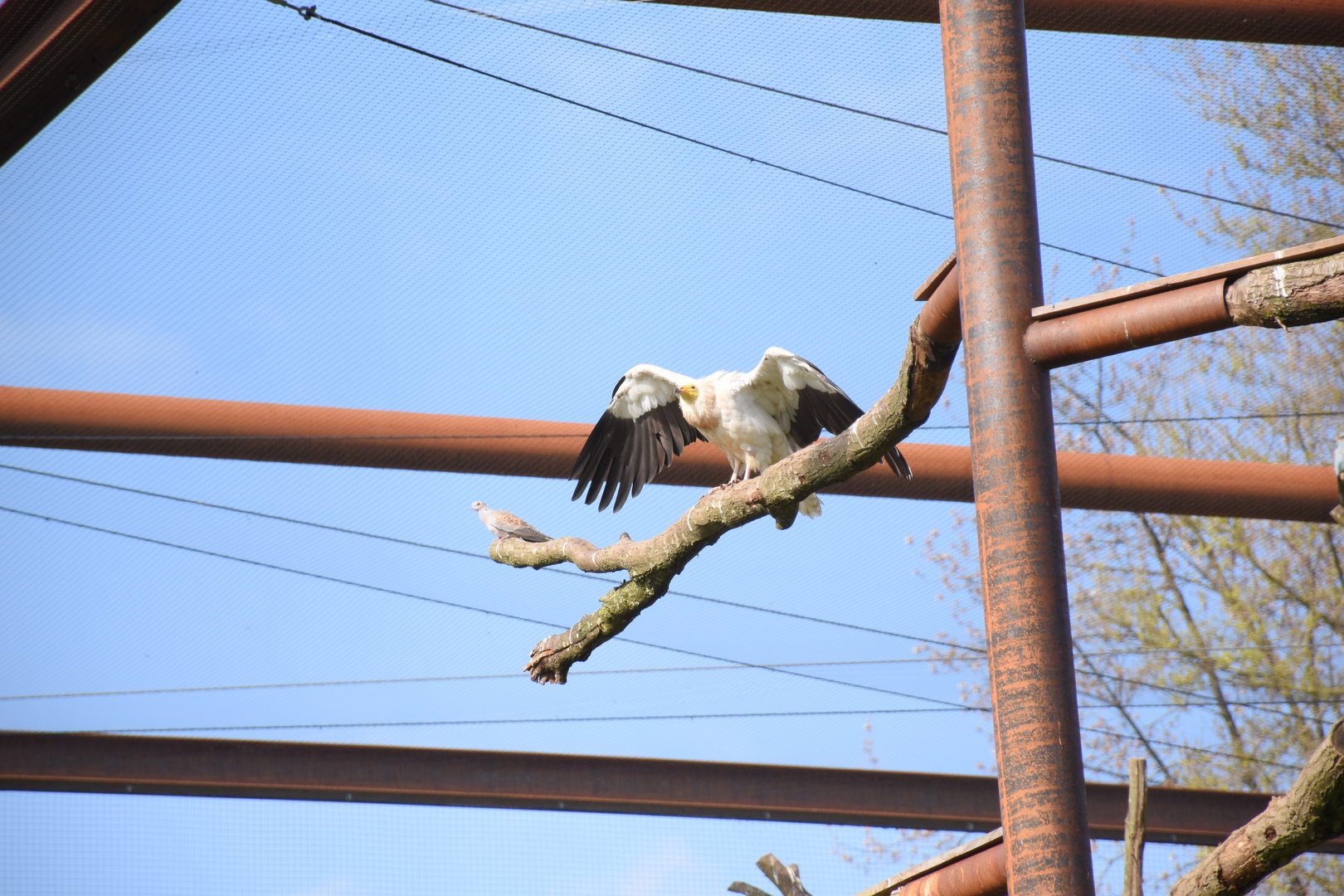 Western Egyptian vulture