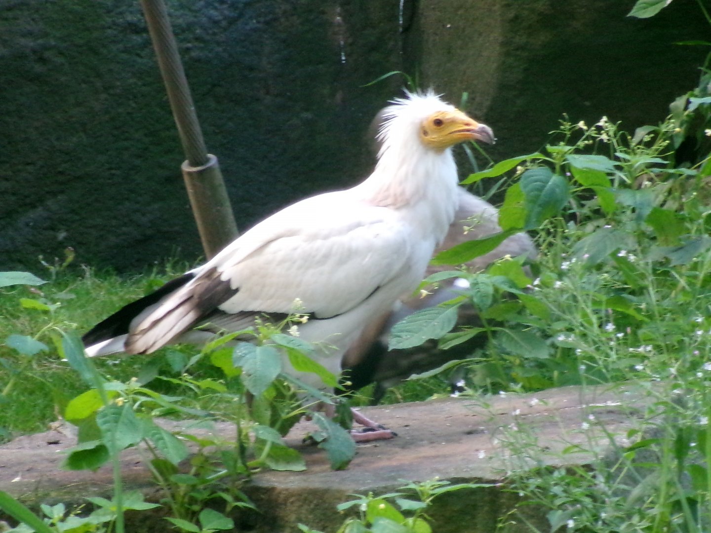 Western Egyptian vulture