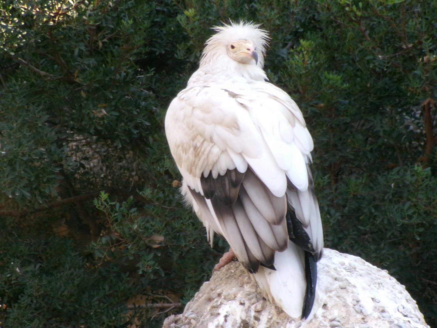 Western Egyptian vulture