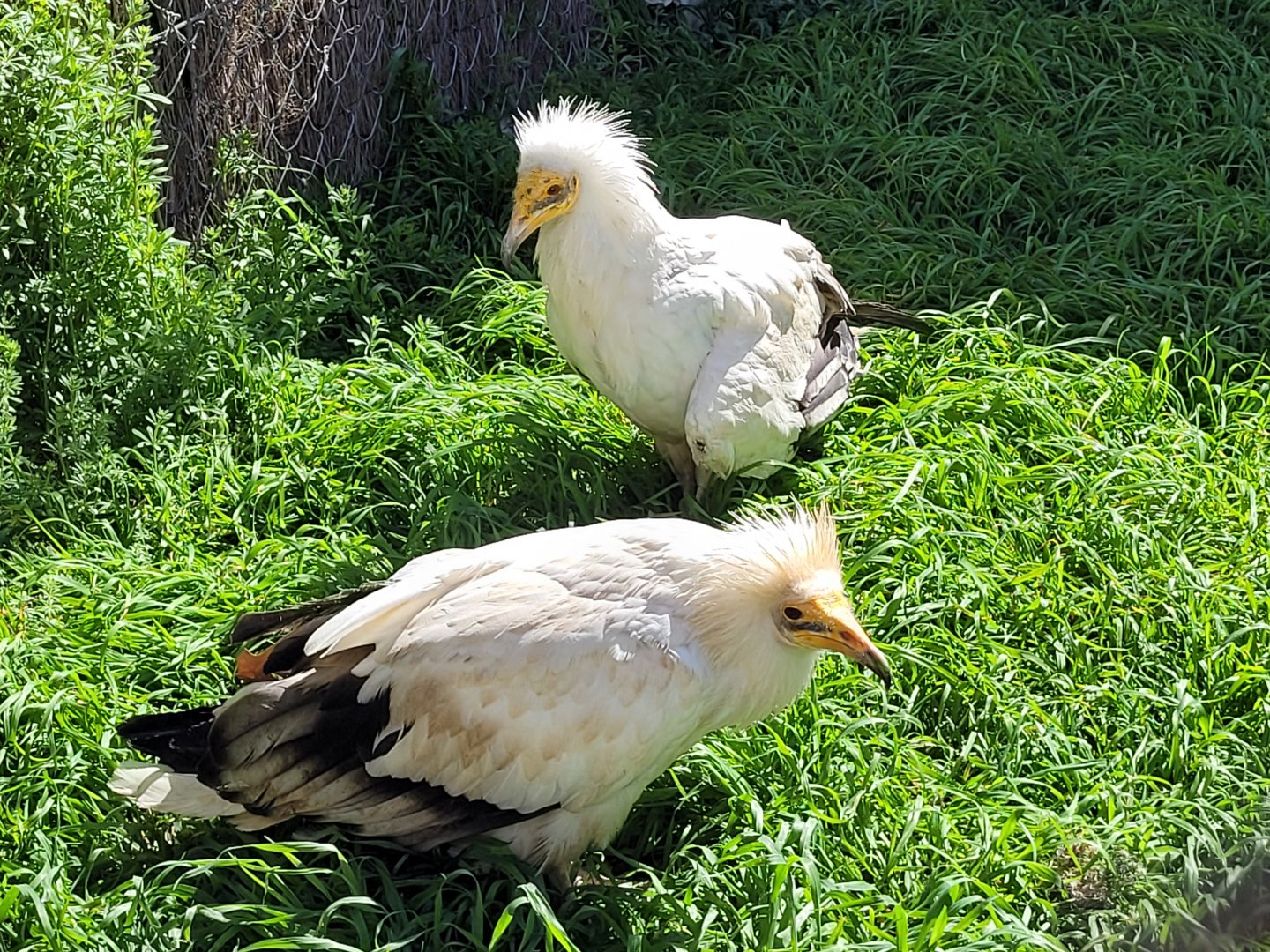 Western Egyptian vultures -Tierra Rapaz (2024)