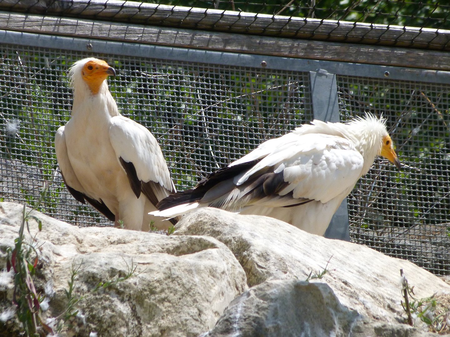 Western Egyptian vultures -Zoodyssée (2025)