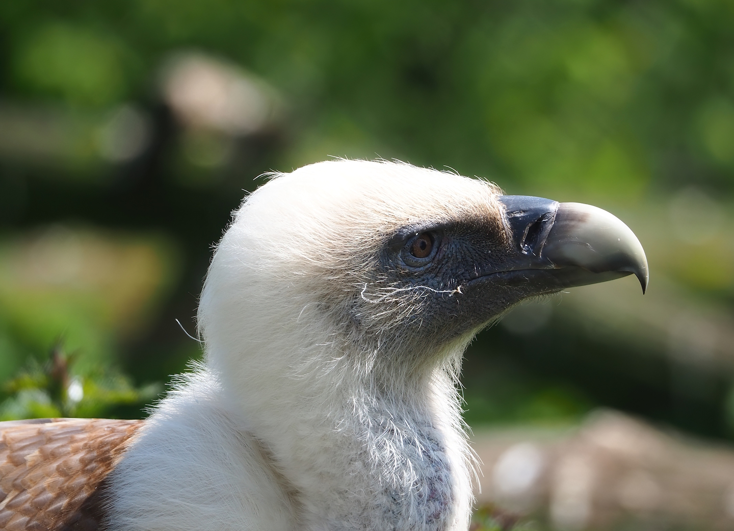Western Eurasian griffon (Gyps fulvus fulvus), 2023-04-30