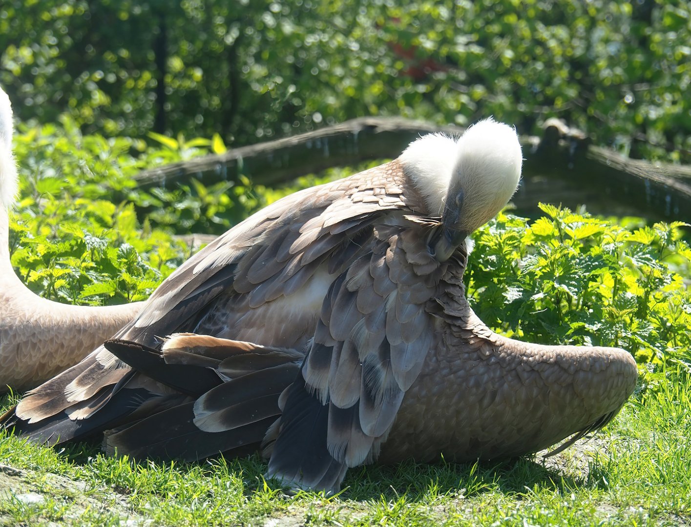 Western Eurasian griffon (Gyps fulvus fulvus), 2023-04-30