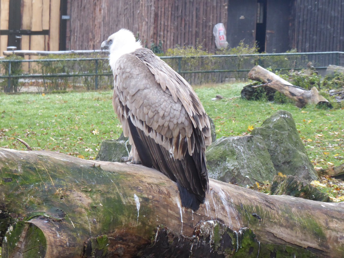 Western Eurasian griffon vulture 011219
