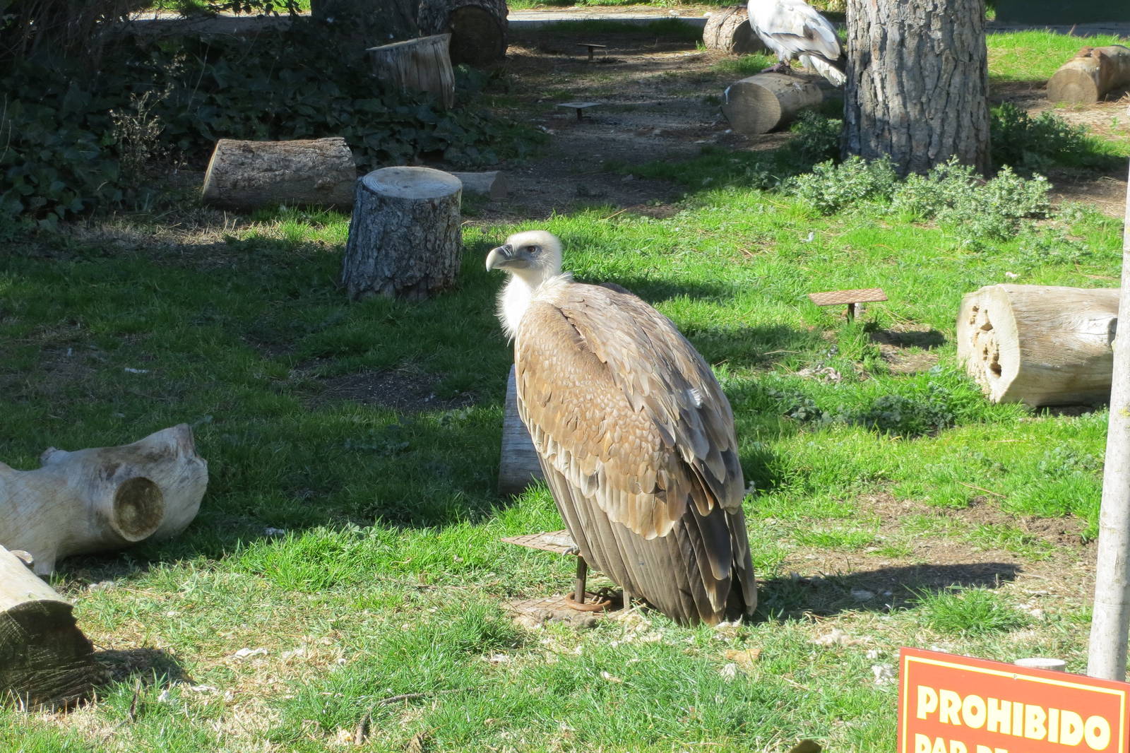 Western Eurasian Griffon Vulture 150216