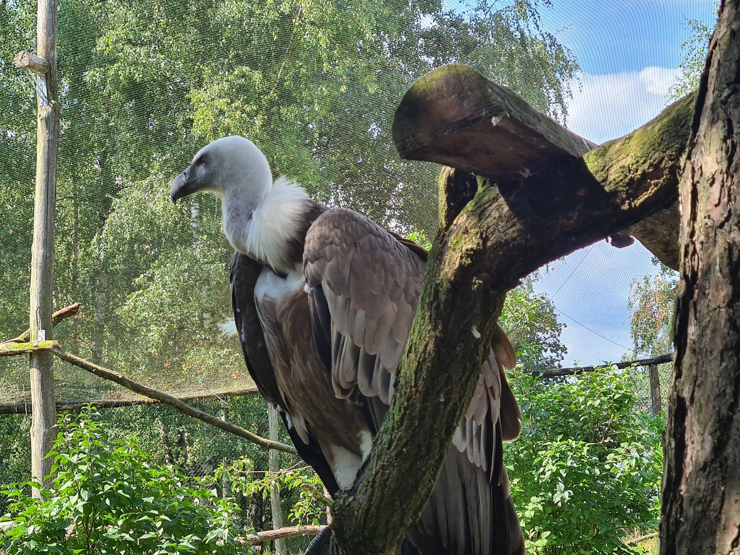 Western Eurasian griffon vulture about to steal someone else's lunch