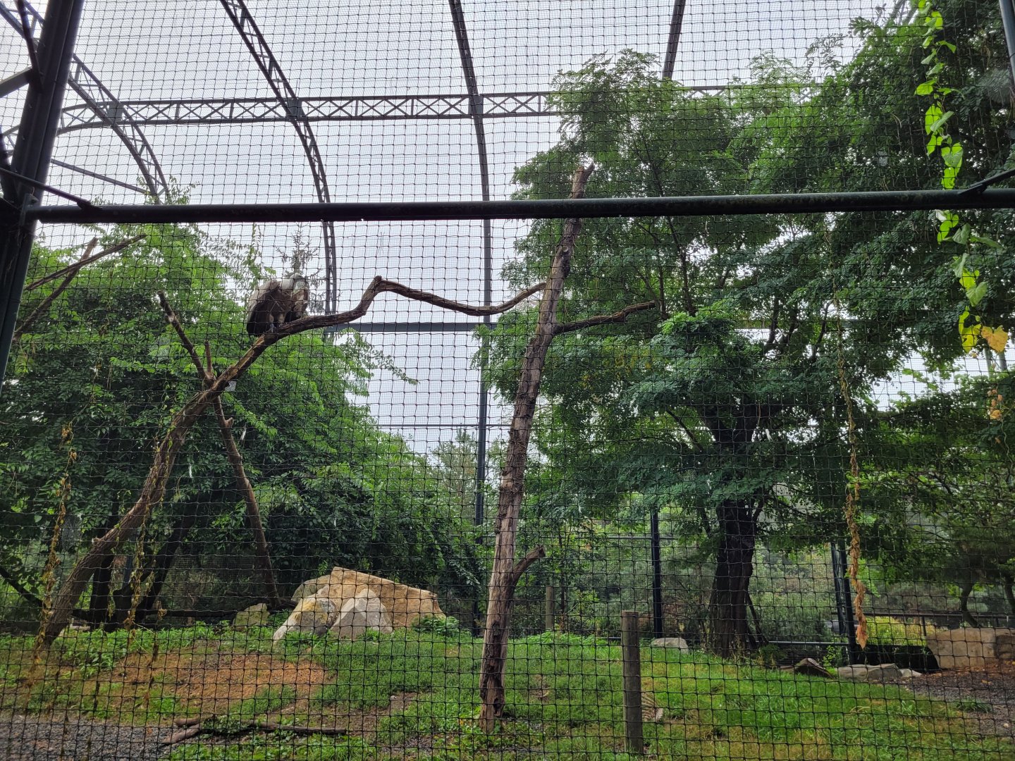 Western Eurasian griffon vulture and Egyptian vulture exhibit -Parc Zoologique de Paris (2022)