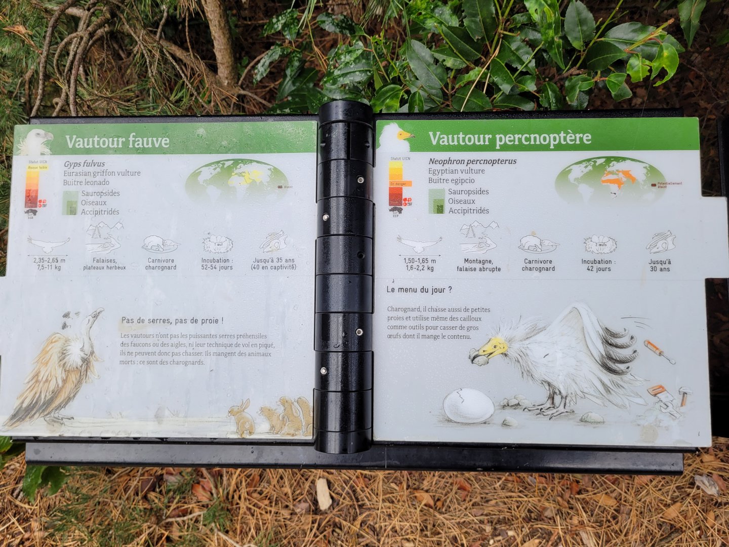 Western Eurasian griffon vulture and Egyptian vulture signs -Parc Zoologique de Paris (2022)