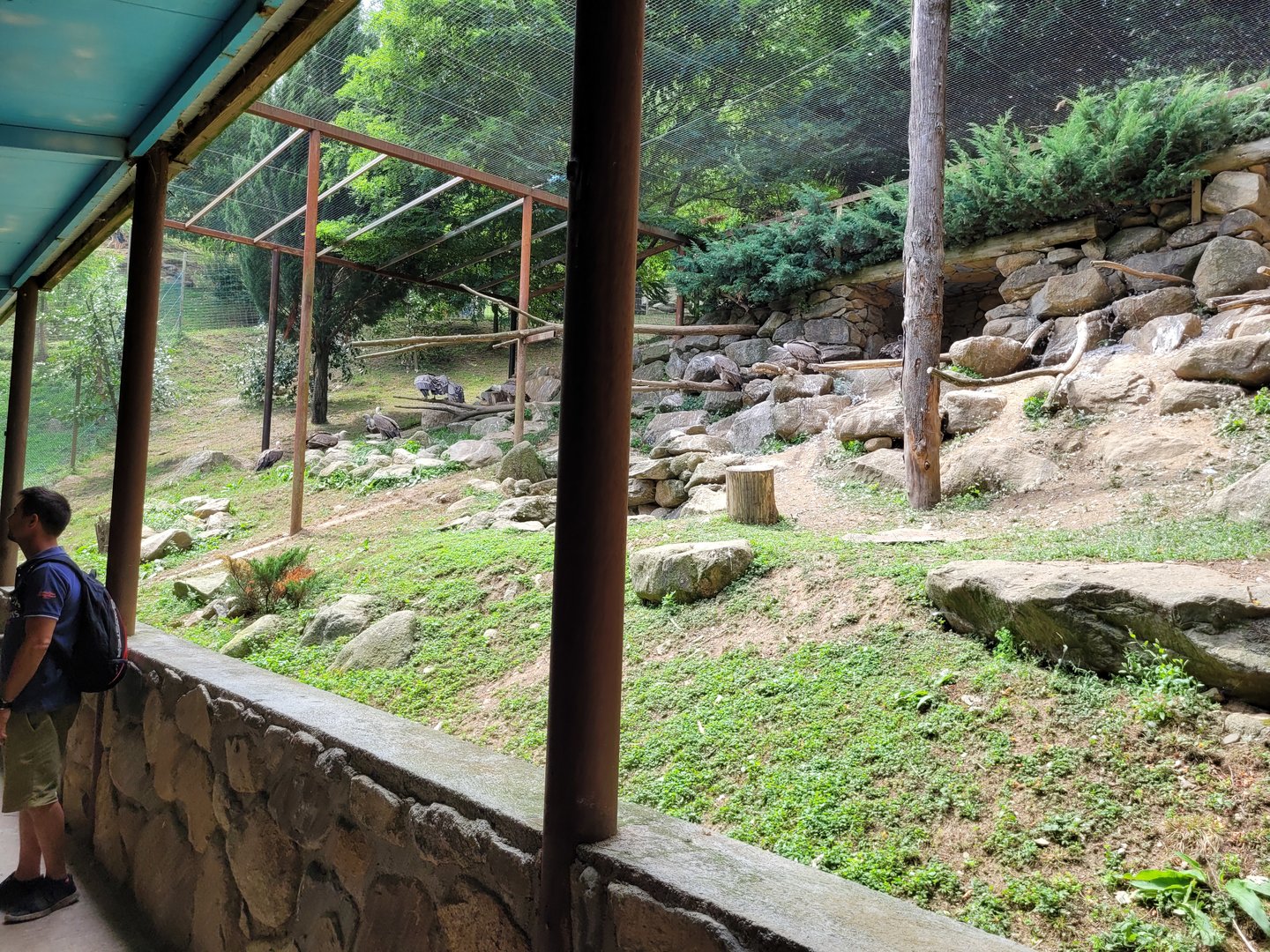 Western eurasian griffon vulture and Guinea pig exhibit -Parc Animalier des Pyrénées (2023)