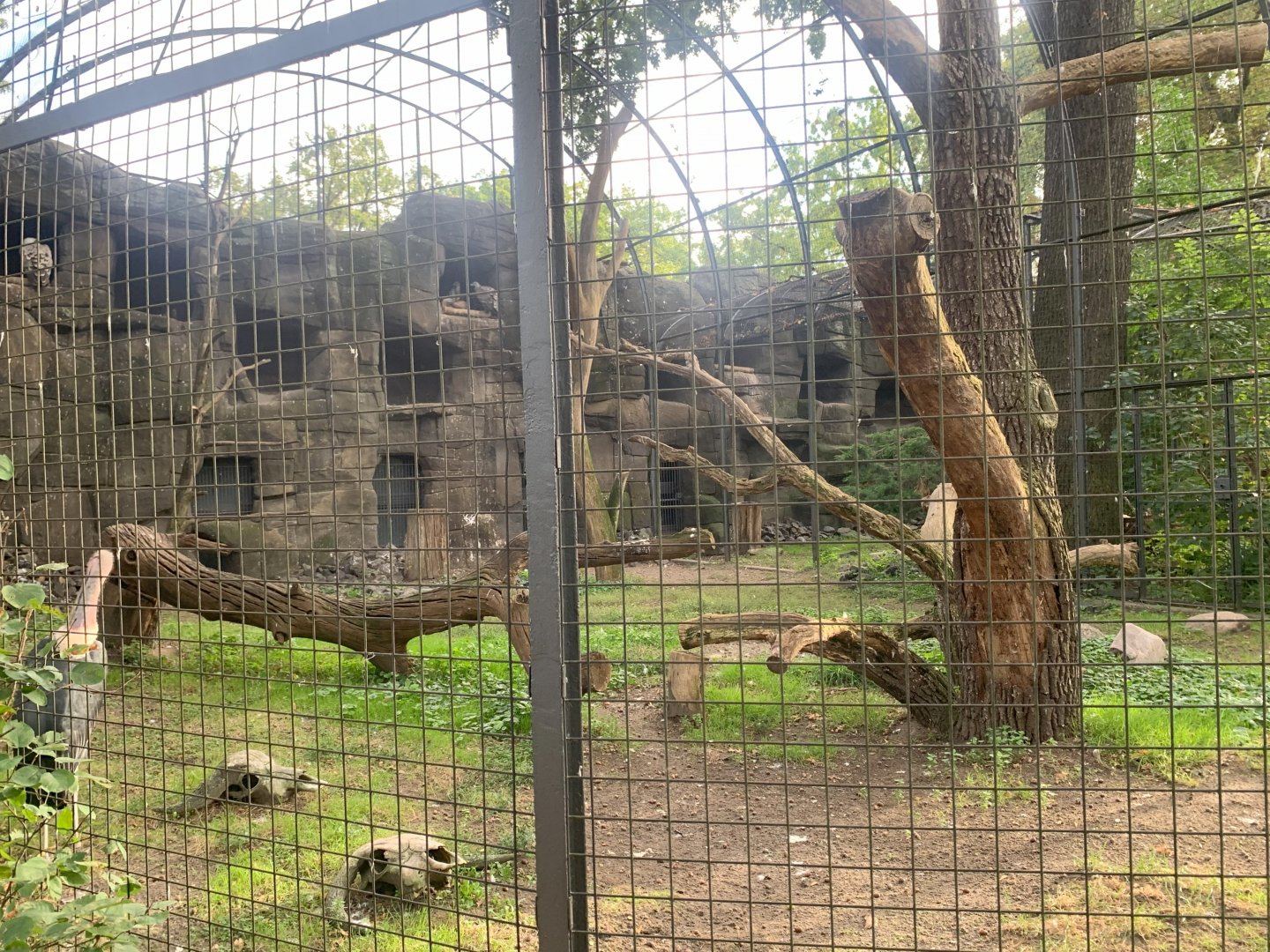 Western Eurasian Griffon Vulture and Marabou aviary